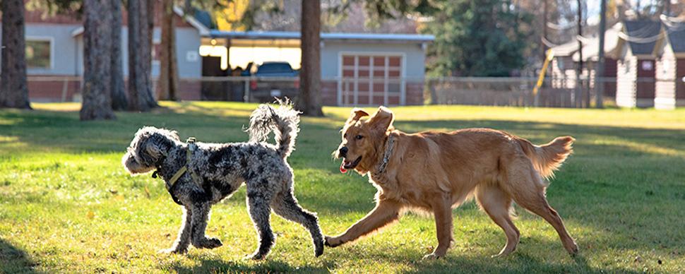 Two dogs playing on green grass in a park with trees and residential houses in the background.